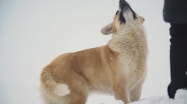 Köpek kar üzerinden çalışır