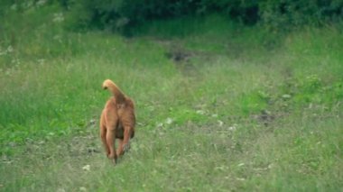 cins shar pei