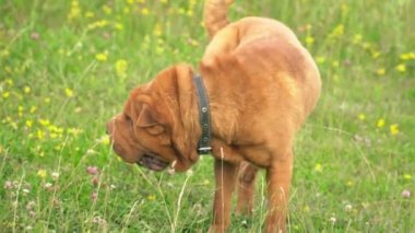 cins shar pei