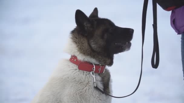 Amerikaanse Akita op de site van de hond — Stockvideo