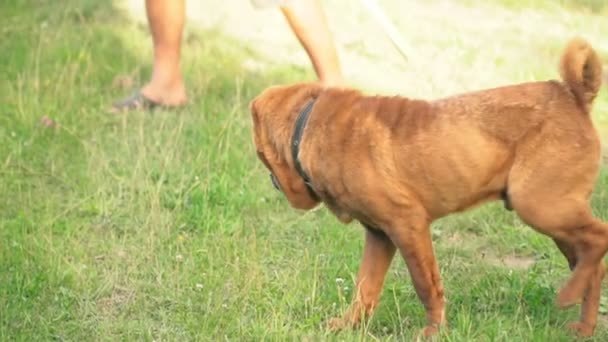 Die Rasse der Shar Pei — Stockvideo