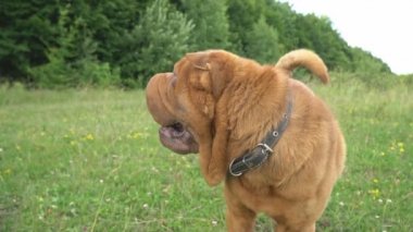 Shar pei Köpek çim