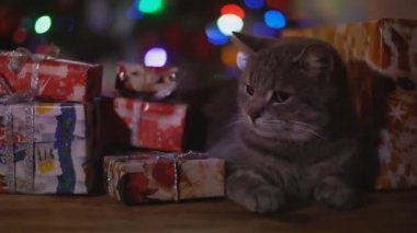 kedi arka planı parlayan bir Noel ağacı ahşap bir masa üzerinde