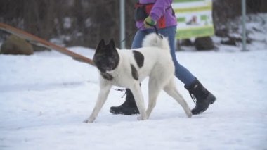 Amerikan Akita köpek sitesinde