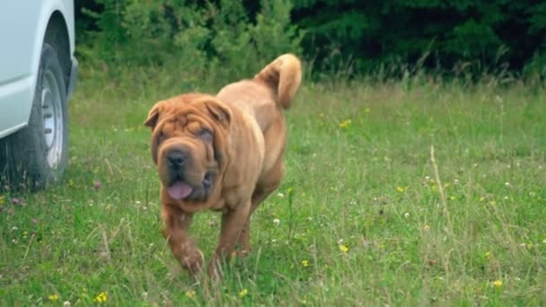 The breed of shar pei — Stock Video
