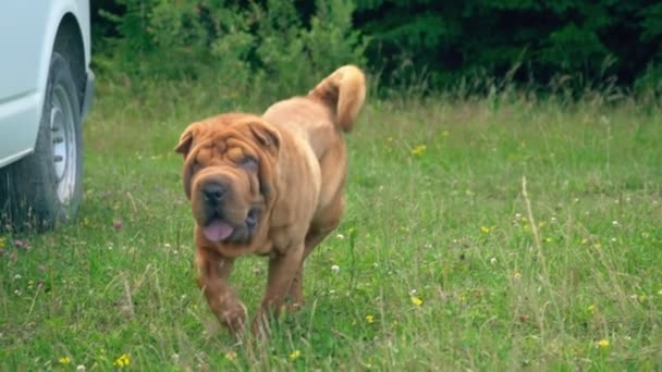 Aveln av shar pei — Stockvideo