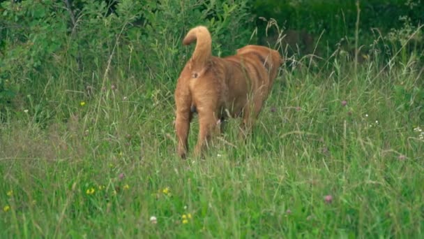 Cins shar pei — Stok video