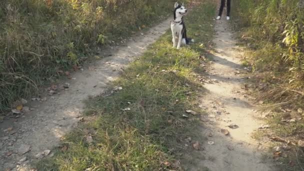 Perro raza husky en la naturaleza — Vídeos de Stock