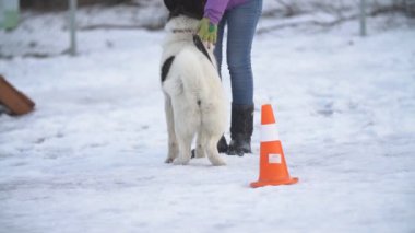 Amerikan Akita köpek sitesinde