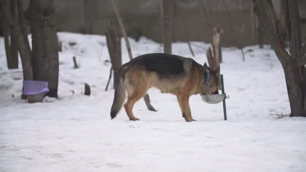 金毛猎犬和德国牧羊人 — 图库视频影像