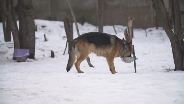 Golden retriever i Owczarek niemiecki — Wideo stockowe