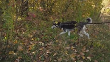 doğada husky köpek doğurmak
