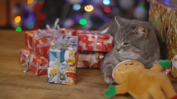 Gato sobre una mesa de madera sobre el fondo de un brillante árbol de Navidad — Vídeos de Stock