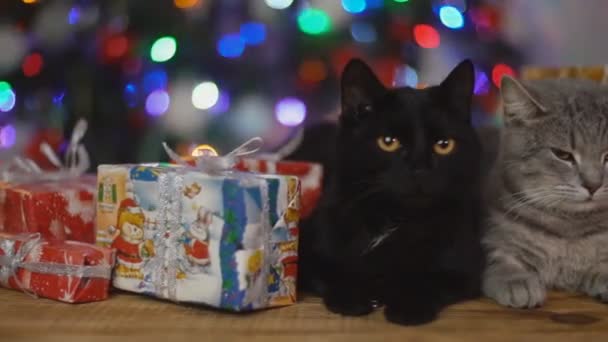 Gato sobre una mesa de madera sobre el fondo de un brillante árbol de Navidad — Vídeos de Stock