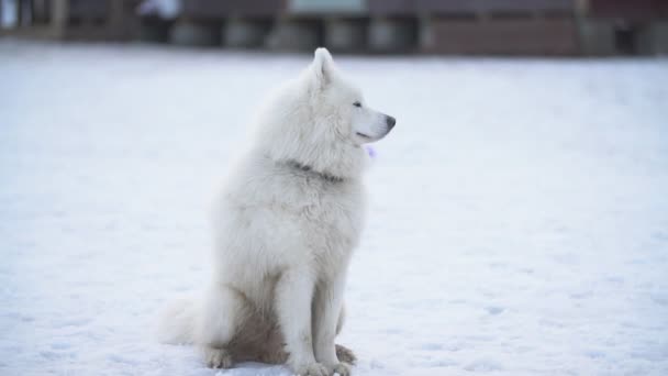 Raça cão samoyed playground — Vídeo de Stock