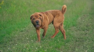 cins shar pei