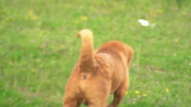 cins shar pei