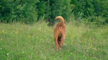 cins shar pei