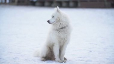 köpek doğurmak samoyed Bahçesi