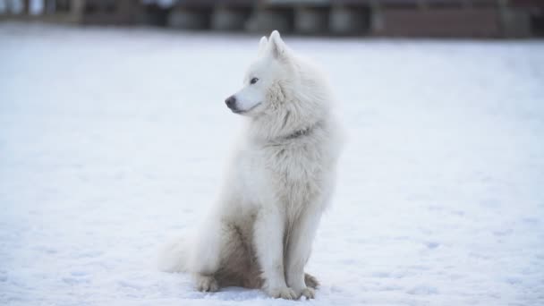 Köpek doğurmak samoyed Bahçesi — Stok video