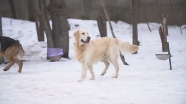 altın geri almak ve Alman çoban