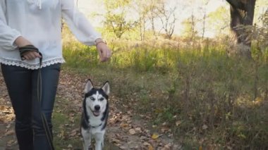 bir köpek ırkı Husky kızla