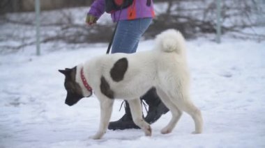 Amerikan Akita köpek sitesinde