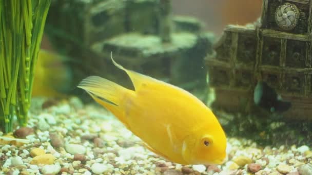 Желтые рыбы в аквариуме — стоковое видео