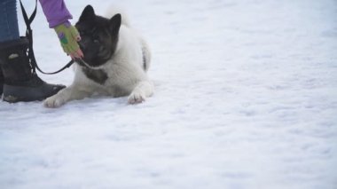 Amerikan Akita köpek sitesinde