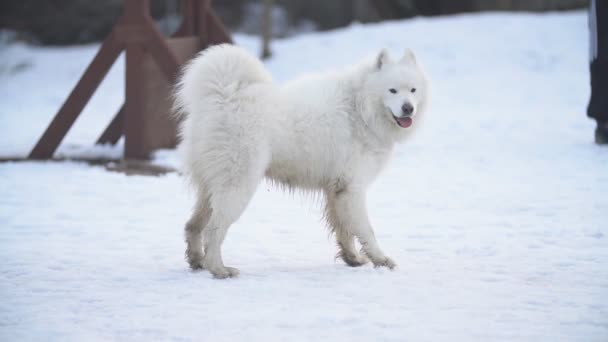 Perro crianza samoyed patio — Vídeos de Stock