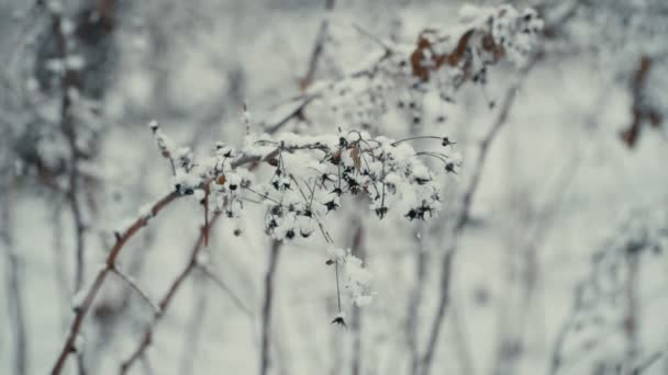 Nieve cae sobre una rama de frambuesa seca — Vídeo de stock