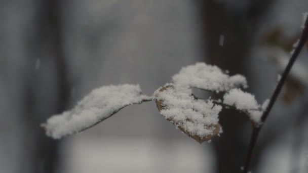 Neve cai em folhas secas — Vídeo de Stock