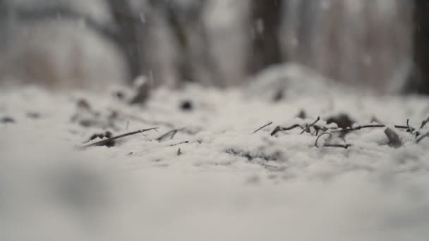 雪落在地上 — 图库视频影像