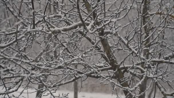 Деревья падают снег — стоковое видео