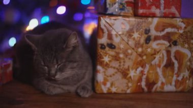 kedi arka planı parlayan bir Noel ağacı ahşap bir masa üzerinde