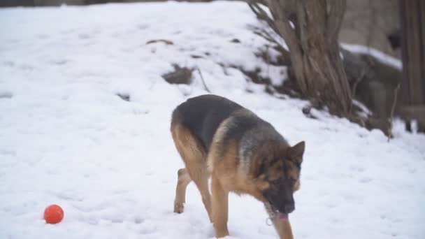 Dog német juhászkutya fajta télen — Stock videók