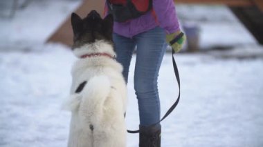 Amerikan Akita köpek sitesinde