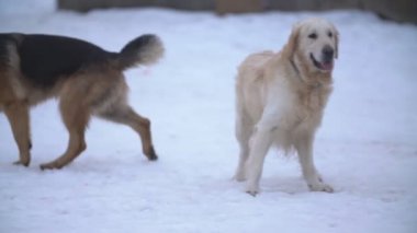 altın geri almak ve Alman çoban