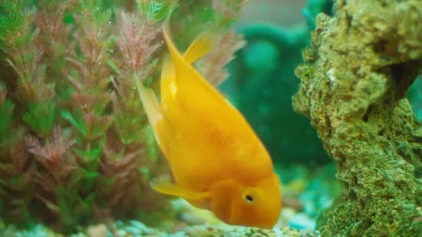 Poissons jaunes dans l'aquarium — Video