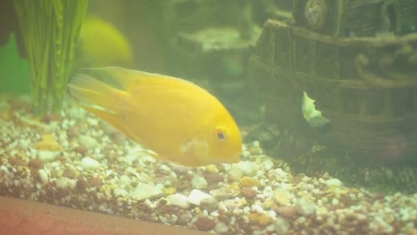 Gele vissen in het aquarium — Stockvideo