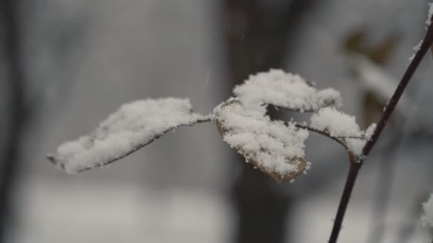 Снег падает на сухие листья — стоковое видео