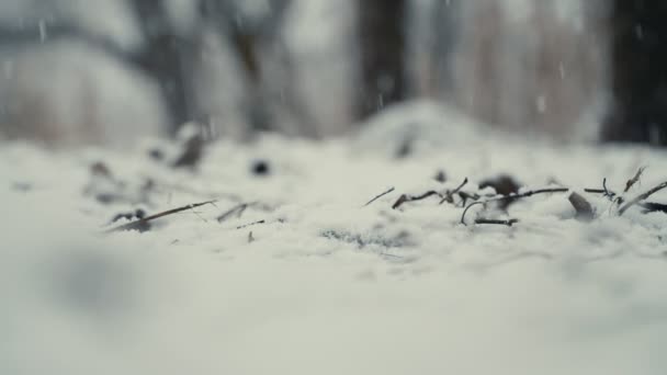 Snow falls to the ground — Stock Video