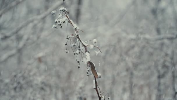 Nieve cae sobre una rama de frambuesa seca — Vídeos de Stock