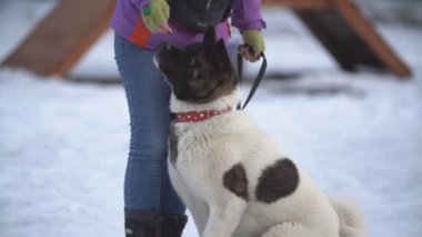 Amerikan Akita köpek sitesinde
