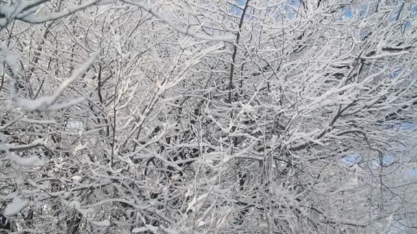 Деревья, покрытые морозом — стоковое видео