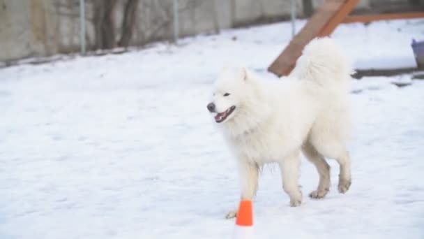 Dog breed samoyed playground — Stock Video