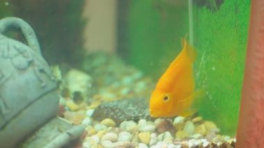 Akvaryumdaki sarı balık