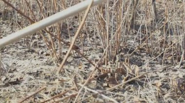 Ahududu çalı budama