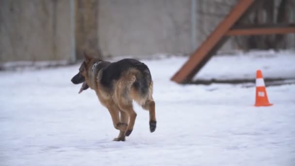 Golden retriever and german shepherd — Stock Video