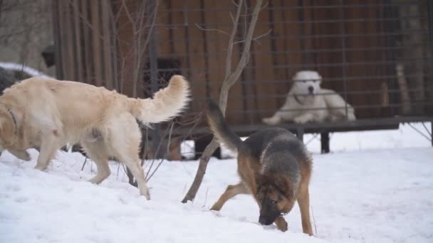 Golden retriever and german shepherd — Stock Video